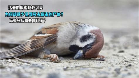 看到麻雀死掉